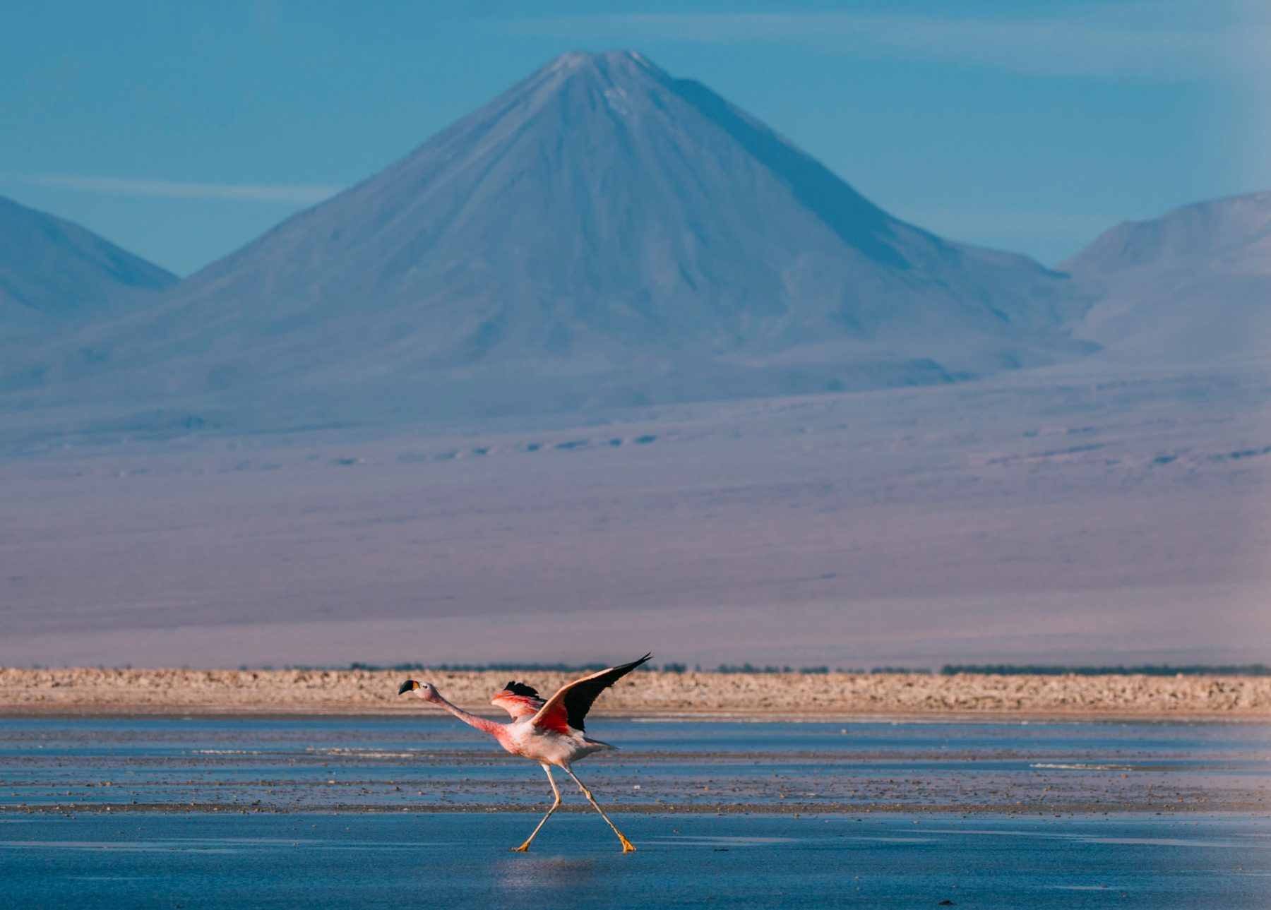 Flamingo caminhando sobre a lagoa com vulcão Licancabur ao fundo